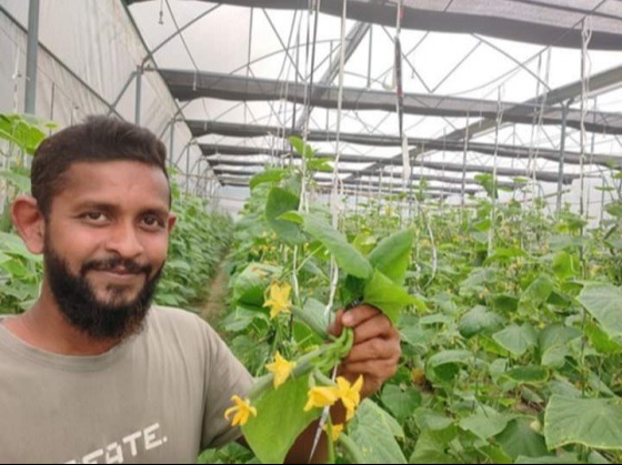 পলিনেটে চাষ