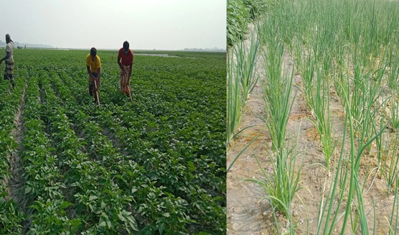 তিস্তার ধূ-ধূ বালুর চরে বাহারি ফসল