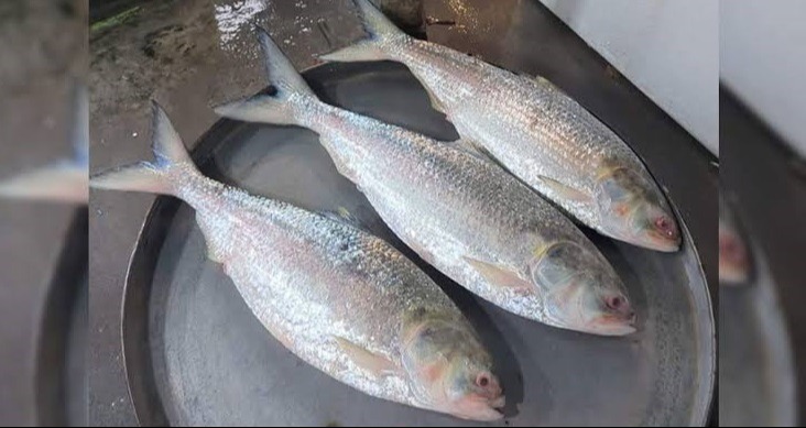 ইলিশ গবেষণায় খরচ ৩৪ কোটি টাকা