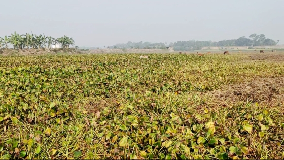 বাগমারার দুবিলায় কুচুরিপানায় শেষ ধানের জমি, দুশ্চিতায় কৃষকরা