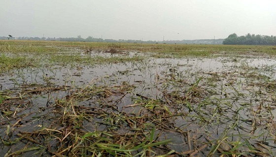 শুষ্ক মৌসুমেও জলাবদ্ধতায় ৩শ’ বিঘা জমি অনাবাদী