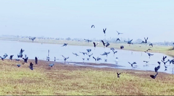 শ্রীমঙ্গলে পাখিশুমারি অনুষ্ঠিত