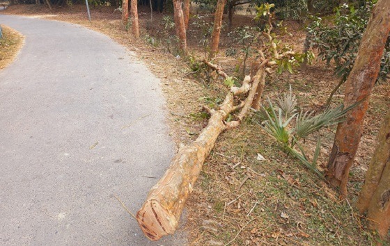 সাপাহারে রাস্তার গাছ কেটে ছিনতাই