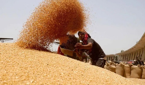 দেশে খাদ্যপণ্যের বাজার দিন দিন বড় হওয়ায় গম আমদানি বাড়ছে