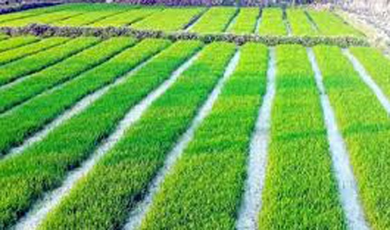 কাহারোলে ধানের চারা গুলি হলুদ বির্বণ হয়ে যাচ্ছে