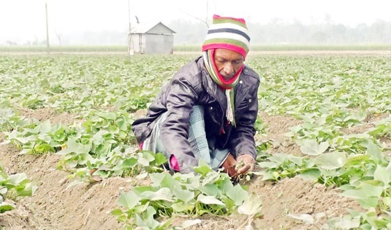শেরপুরের উৎপাদিত মিষ্টি আলু যাচ্ছে বিদেশে