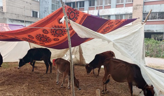 উদ্ধার হওয়া চারটি গরু নিয়ে বিপাকে আমতলী থানা পুলিশ