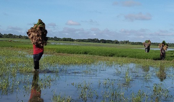 লবণাক্ততায় বরিশাল অঞ্চলের কৃষি জমিতে উৎপাদন ব্যাহত হওয়ার তীব্র শঙ্কা