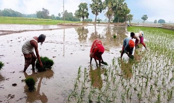 সেচ সংকোচন সিদ্ধান্তে বরেন্দ্র অঞ্চলের অর্ধেক জমিতে বোরোর আবাদ হবে না