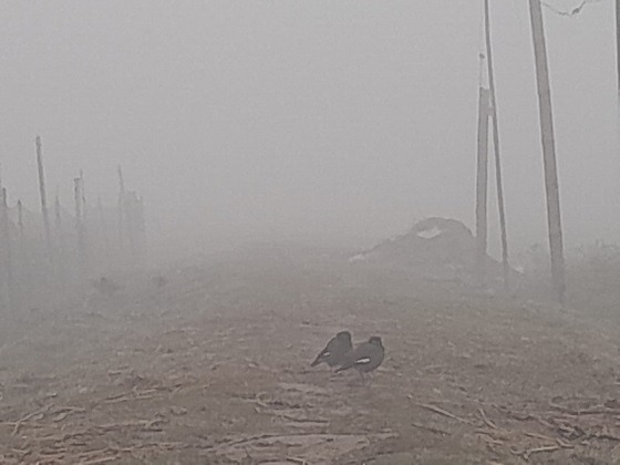 ঘন কুয়াশায় কনকনে শীতে লালমনিরহাটে জনজীবন বিপর্যস্ত