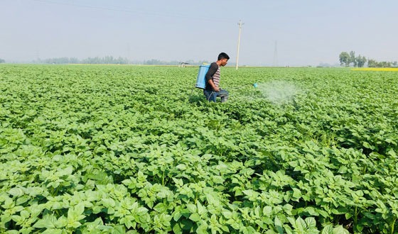 শেরপুরে আলুতে লাভের আশা করছেনকৃষকেরা