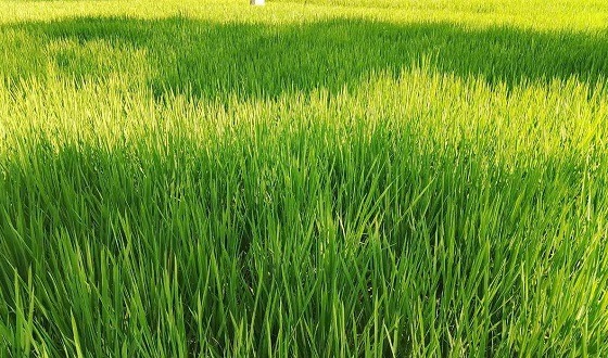 আমন সংগ্রহে গতি না আসায় বাড়ছে না সরকারের খাদ্য মজুদ