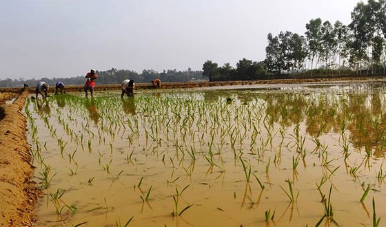 শেরপুরে ৯১ হাজার ৯৪৯ হেক্টর জমিতে বোরো ধান চাষ