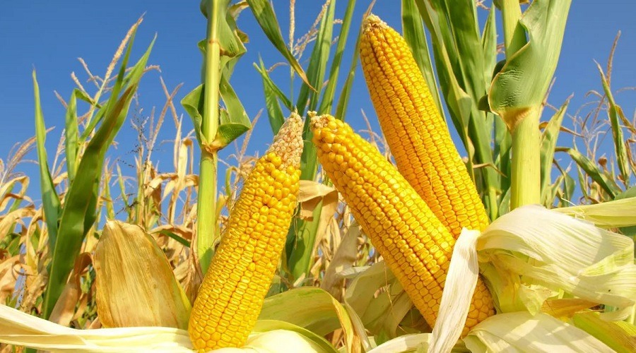 বেশি লাভের আশায় ভুট্টার আবাদ ঝুঁকছে উত্তরাঞ্চলের কৃষক