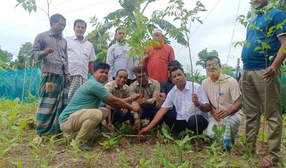 ফুলবাড়ীয়ায় ৫০ একর জমিতে চারা রোপন