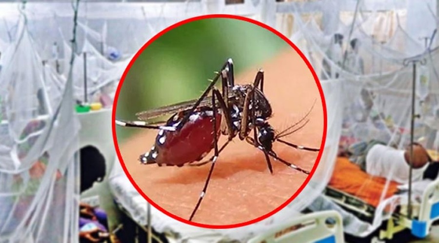 ২৪ ঘন্টায় ডেঙ্গু শনাক্ত ২৯৪ জন, বেশিরভাগই বরিশাল-চট্টগ্রামের