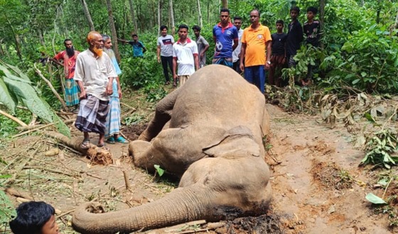 শেরপুরে বন্যহাতির মরদেহ উদ্ধার