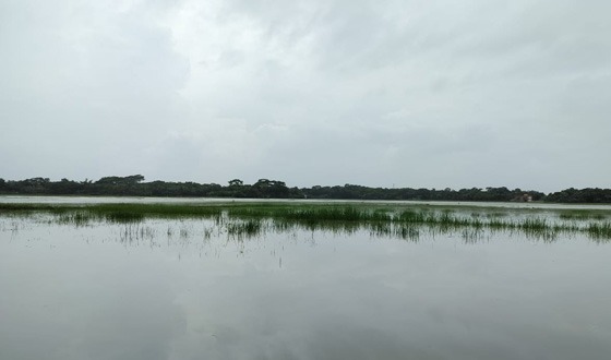 ভারী বৃষ্টিতে আমতলীতে জলাবদ্ধতা
