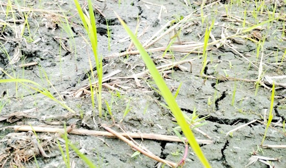 ভরা বর্ষায়ও পানি নেই সৈয়দপুরে, আমন চাষ নিয়ে বিপাকে কৃষক