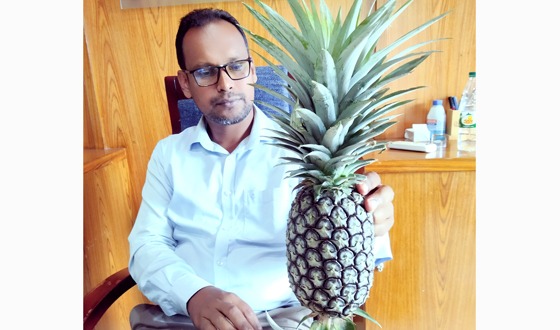 ফিলিপাইনের আনারসের চারা, শ্রীমঙ্গলে পরিক্ষামুলক চাষ সফল