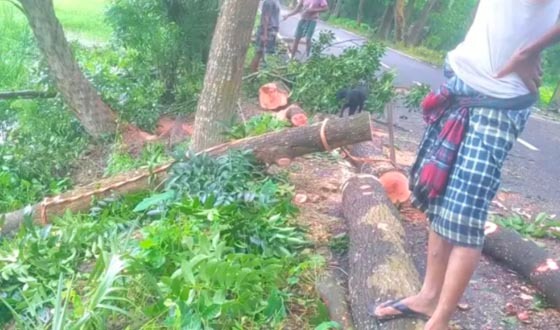 বাউফলে কোর্টের নিষেধাজ্ঞা উপেক্ষা করে সরকারি গাছকর্তন