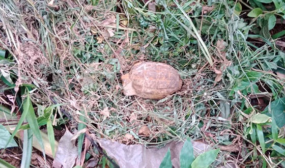 কমলগঞ্জে মাটি গর্ত করার সময় পুরনো গ্রেনেড উদ্ধার