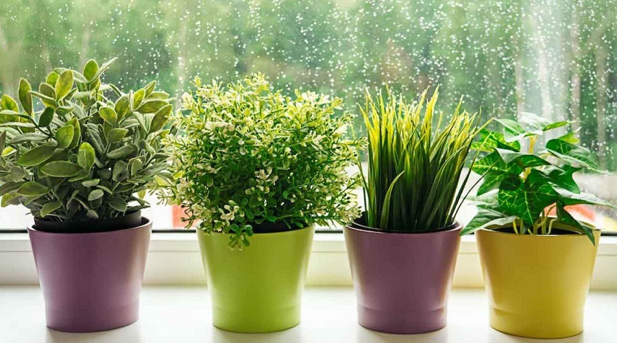 এই বর্ষায় যত্ন নিন ইনডোর প্লান্টসের
