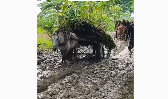 শৈলকুপায় টানা বৃষ্টিতে কাঁচা রাস্তাগুলোর বেহাল দশা