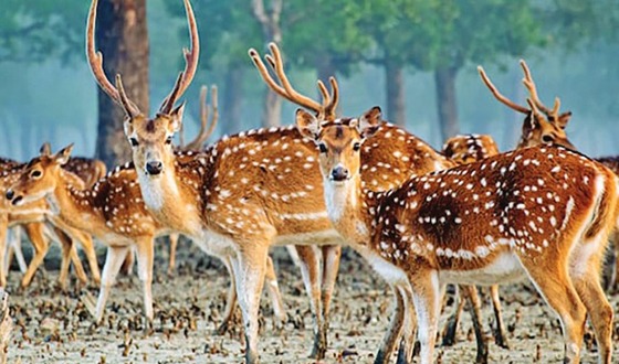 বন বিভাগের ১১টি অভিযানে শিকারিসহ দুই সহস্রাধিক ফাঁদ উদ্ধার