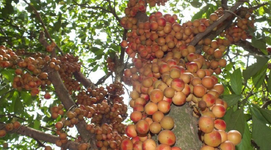 লটকনের জাদুকরী স্বাস্থ্যগুণ