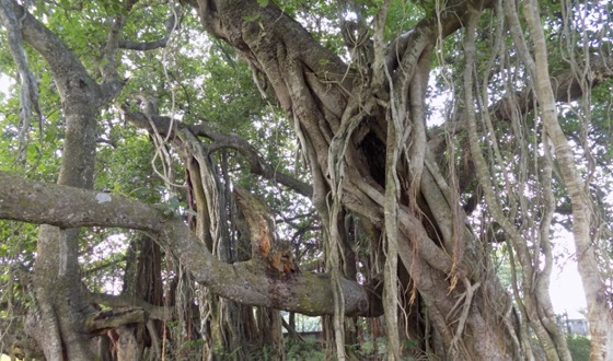 তানোরে ৪শ' বছরের পুরোনো বট-পাকুড় গাছের যুগলবন্দী দৃষ্টিনন্দন রহস্যে ঘেরা