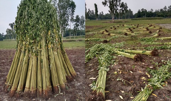 চিলমারীতে পানির অভাবে পাট জাগ দিতে না পারায় কৃষক বিপাকে