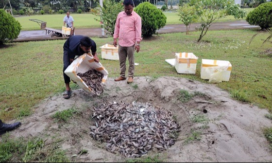 চাঁদপুরে ৪৫ মণ জেলিযুক্ত চিংড়ি জব্দ