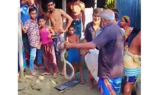 নাগেশ্বরীতে সাপের কামড়ে প্রাণ গেলো সাপুড়ের