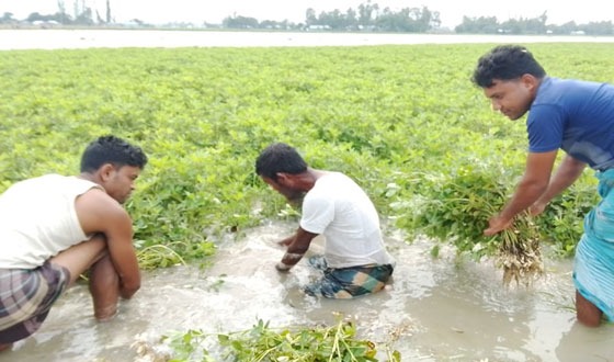 তিস্তার পানিতে ফের তলিয়ে গেছে বাদামসহ রবিশষ্য