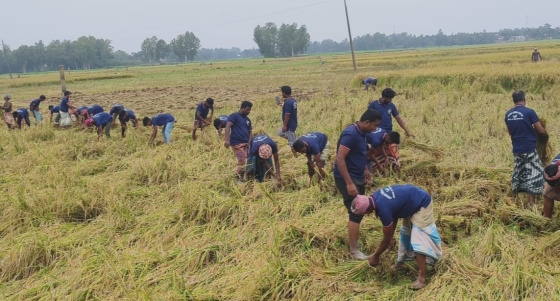 পানিতে তলিয়ে থাকা কৃষকদের পাকা ধান কেটে দিলেন কৃষকদল