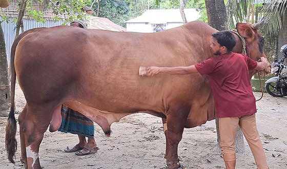 শেরপুরে কোরবানির হাট কাঁপাবে ‘লায়ন’