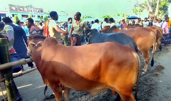 নড়াইলে পশু হাটে অতিরিক্ত টাকা আদায়ে ৬ ইজারাদারকে জরিমানা