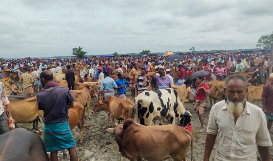 আমতলীর বাজারে গরু বেশী, ক্রেতা কম