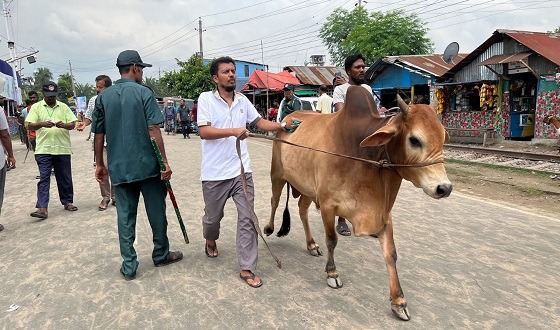 হাটে বড় গরু নিয়ে হতাশা ব্যাপারী ও খামারিরা