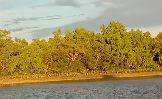 আটকে দেওয়া হলো বন কর্মীদের ঈদের ছুটি