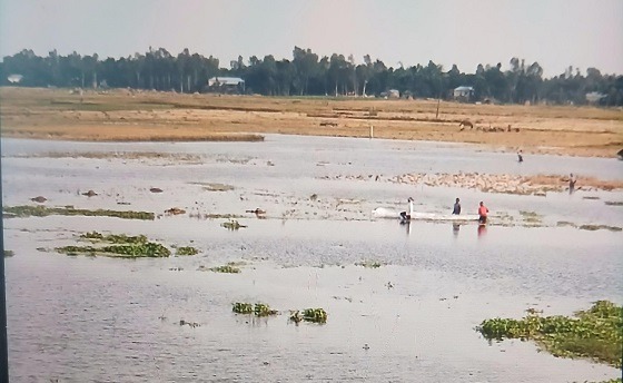 আগাম বন্যায় ডুবে যাচ্ছে চাটমোহরের নিম্নাঞ্চলের বোরো ধান