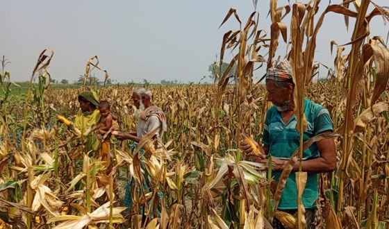 সারিয়াকান্দিতে ভুট্টায় এবার মধু চন্দিমা খুঁজে পেয়েছে চাষিরা