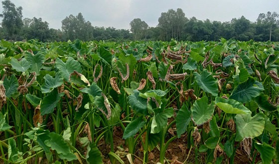 তাপদাহে পুড়ছে চাষিদের স্বপ্ন, ফলন নিয়ে হতাশ কৃষক