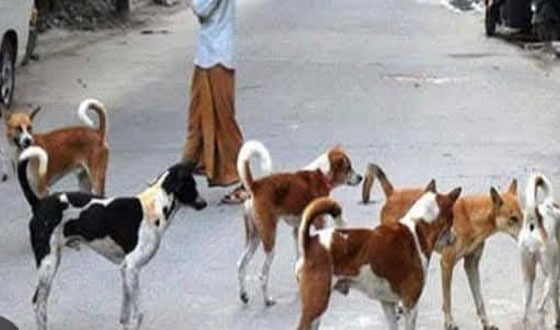 শৈলকূপায় কুকুরের কামড়ে ১২ জন আহত