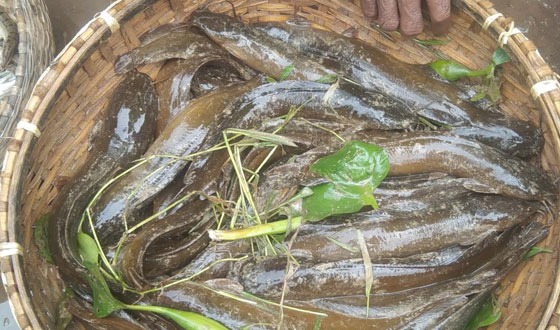 সরাইলে মাছে ক্যামিকেল-রং মিশিয়ে প্রতারণা