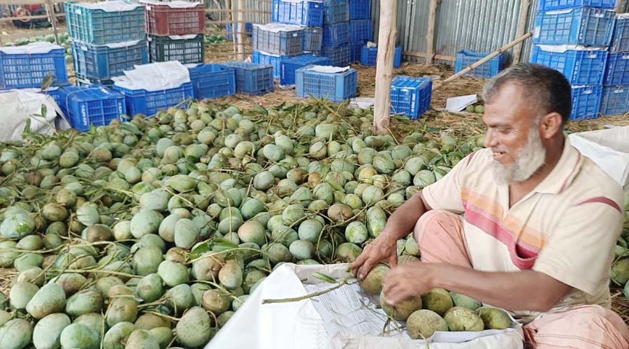 পোরশায় আম উৎপাদন: ব্যবসার সম্ভাবনা ৯০০ কোটি টাকা