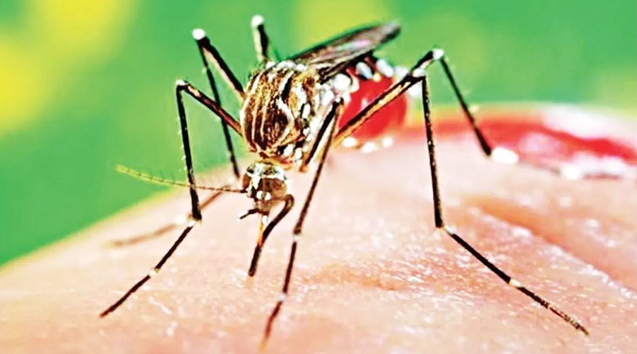কিটের অভাবে পরীক্ষা ছাড়া লক্ষণ দেখেই চলছে চিকুনগুনিয়ার চিকিৎসা