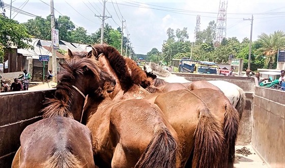 মধুপুরে ঘোড়া জবাই করে গরুর মাংস হিসেবে বিক্রি, আটক ১