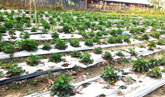 চিতলমারীতে স্ট্রবেরি চাষে সফলতার দ্বারপ্রান্তে কাজী সাব্বির